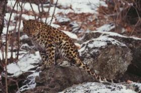 Amur-Leopard im Naturschutzgebiet Kedrovaya Pad