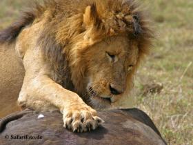 Löwenmännchen mit erlegter Beute